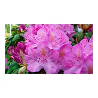 Azalea - Rhododendron Sp De Exterior Diámetro 40 Cm