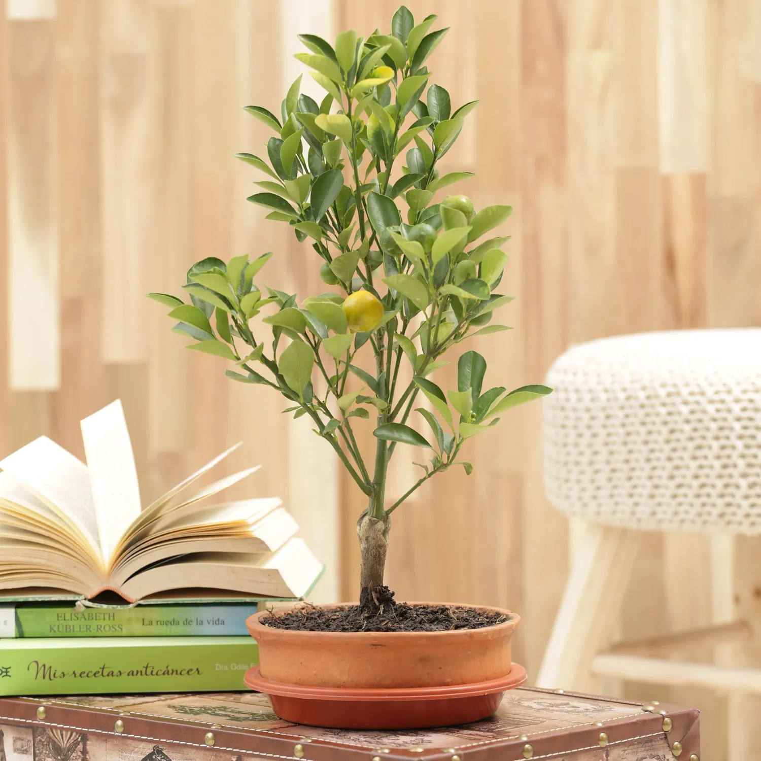 Bonsai Naranjo De 4 Aos - Citrofortunella De Interior Dimetro 25 Cm