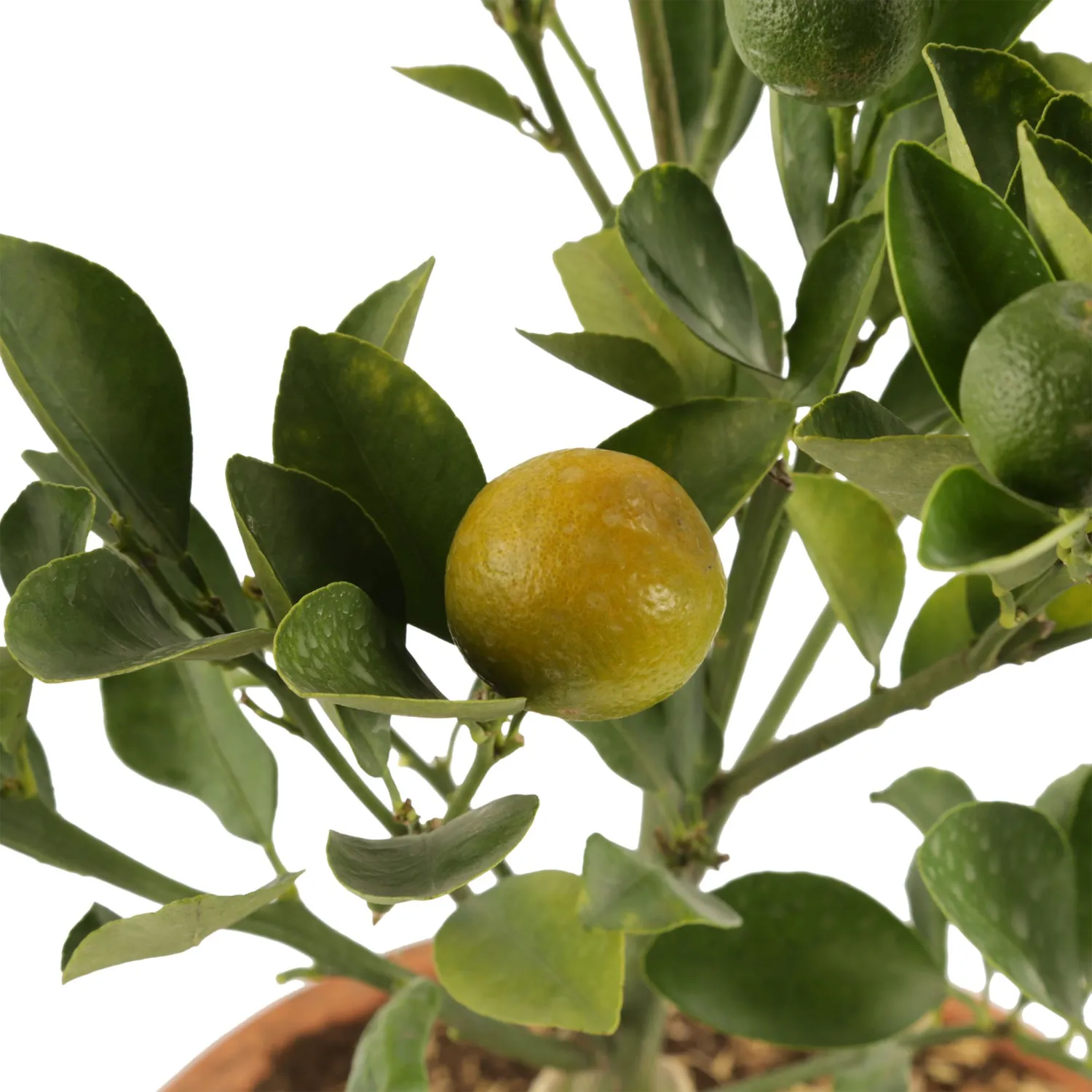 Bonsai Naranjo De 4 Aos - Citrofortunella De Interior Dimetro 25 Cm  JARDINEROS | Falabella Colombia