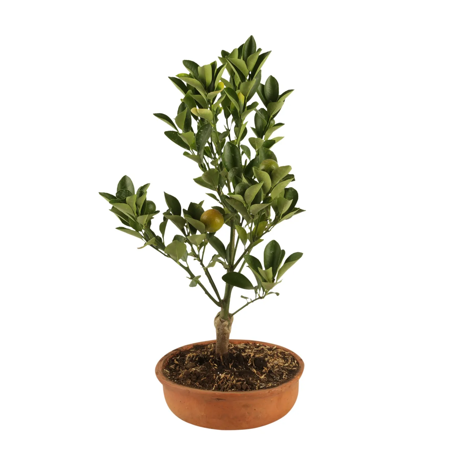 Bonsai Naranjo De 4 Aos - Citrofortunella De Interior Dimetro 25 Cm  JARDINEROS | Falabella Colombia