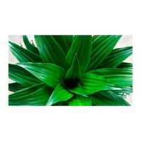 Janet Craig - Dracaena De Interior Diámetro 35 Cm