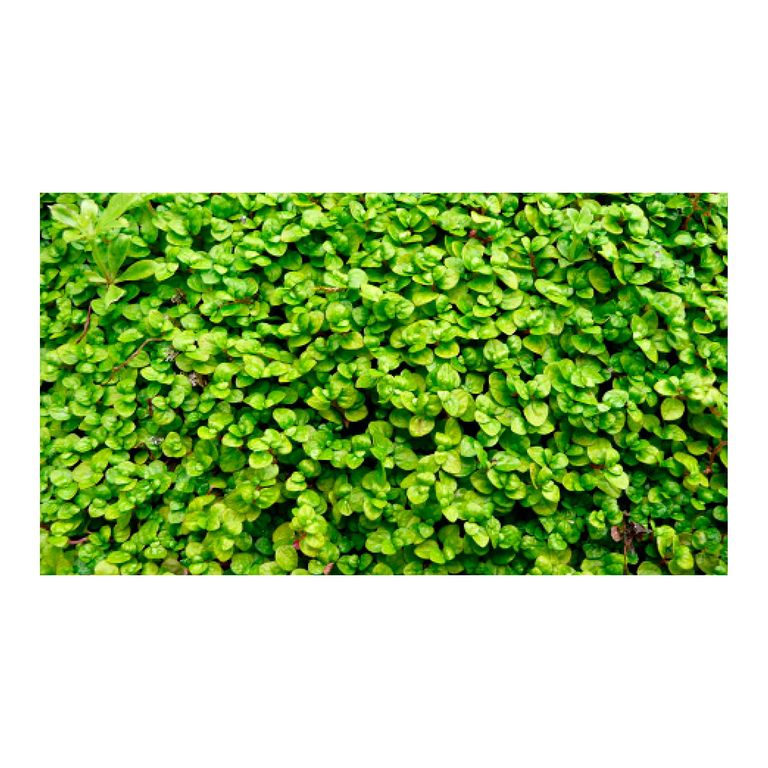 Soleirolia Helxine Vert - Hélixine | Superbe Plante D'Intérieur En Pot De 10 À 20 Cm - GardenersDream - Gamm vert