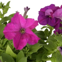 Conservadora Morada - Petunia Hybrid De Exterior Diámetro 14 Cm