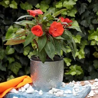 Besito Nueva Guinea Naranja - Impatiens Hawkeri De Exterior Diámetro 14 Cm