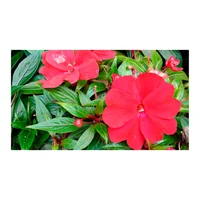 Besito Nueva Guinea Rojo - Impatiens Hawkeri De Exterior Diámetro 14 Cm
