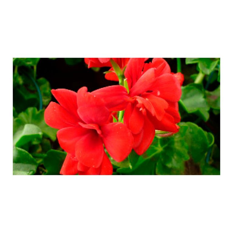 Novio Rojo Grande - Pelargonium De Exterior Diámetro 14 Cm JARDINEROS