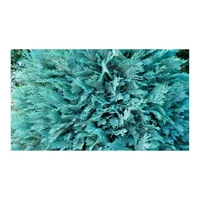 Pino Azul - Chamaecyparis De Exterior Diámetro 16 Cm