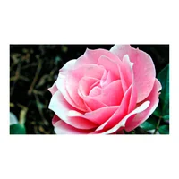 Rosa - Rosa Sp De Exterior Diámetro 15 Cm