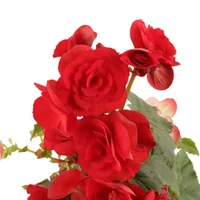 Begonia De Flor - Begonia x Himealis De Interior Diámetro 14 Cm