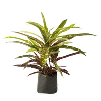 Croto Navidad - Codiaeum De Interior Diámetro 26 Cm