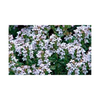 Tomillo - Thymus Vulgaris De Exterior Diámetro 14 Cm