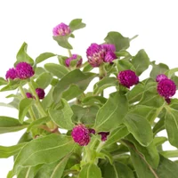 Siempre Viva - Gomphrena Globosa De Exterior Diámetro 12 Cm