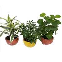 Colección Mini Luxury de Interior Diámetro 10cm x 3 Unidades