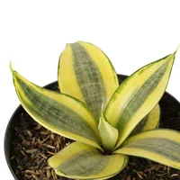 Dracena - Sansevieria Trifasciata De Interior Diámetro 20 Cm