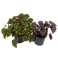Begonia Rex Mediana - Begonia De Interior Diámetro 12 Cm