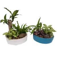 Mini Jardín Surtido De Interior Diámetro 20 Cm