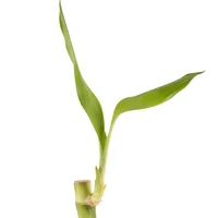 Bambú De La Suerte Lucky Bambú De 25 Cm - Dracaena Braunii De Interior