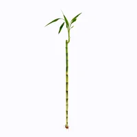Bambú De La Suerte Lucky Bambú De 60 Cm - Dracaena Braunii De Interior