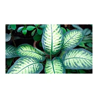Nieve Tropical - Dieffenbachia De Interior Diámetro 25 Cm