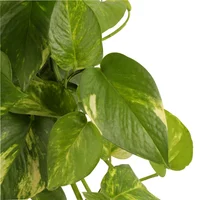 Miami Mediana - Epipremnum Aureum De Interior Diámetro 14 Cm