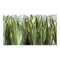 Lengua De Suegra Mediana - Sansevieria De Exterior Diámetro 20 Cm