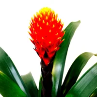 Bromelia Naranja - Bromelia Guzmania De Interior Diámetro 14 Cm