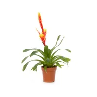 Bromela Enana Amarilla - Bromelia Guzmania De Interior Diámetro 12 Cm