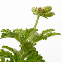 Sorcilio - Pelargonium De Exterior Diámetro 10 Cm