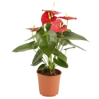 Anturio Rojo - Anthurium Andraenum De Interior Diámetro 14 Cm