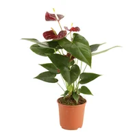 Anturio - Anthurium Andraenum De Interior Diámetro 14 Cm