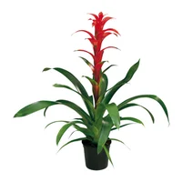 Bromelia Roja - Bromelia De Interior Diámetro 14 Cm
