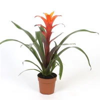 Bromelia Novedad - Bromelia De Interior Diámetro 14 Cm
