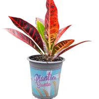 Planta Santa - Pipe Auritum De Interior