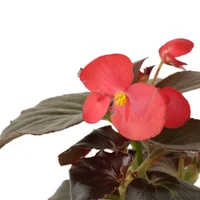 Begonia Roja Grande - Begonia x Hybrid De Exterior Diámetro 14 Cm
