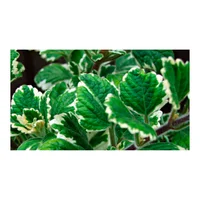 Incienso - Plectranthus De Interior Diámetro 14 Cm