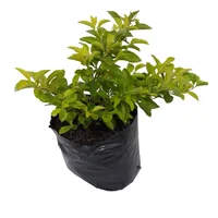 Duranta Grande - Duranta Repens De Exterior Diámetro 10 Cm