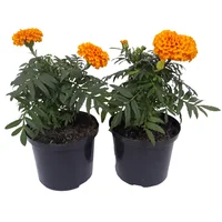 Marygold - Tagetes De Exterior Diámetro 14 Cm