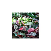 Filodendro Rojo - Philodendro Longifolium De Interior Diámetro 35 Cm