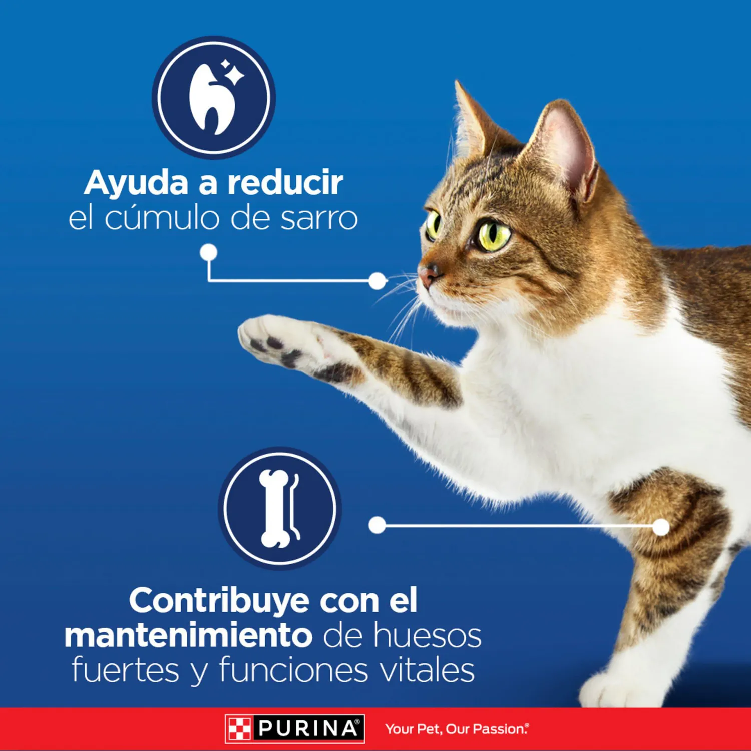 Comida Seca Para Gato Vida Sana Cat Chow 3kg 6