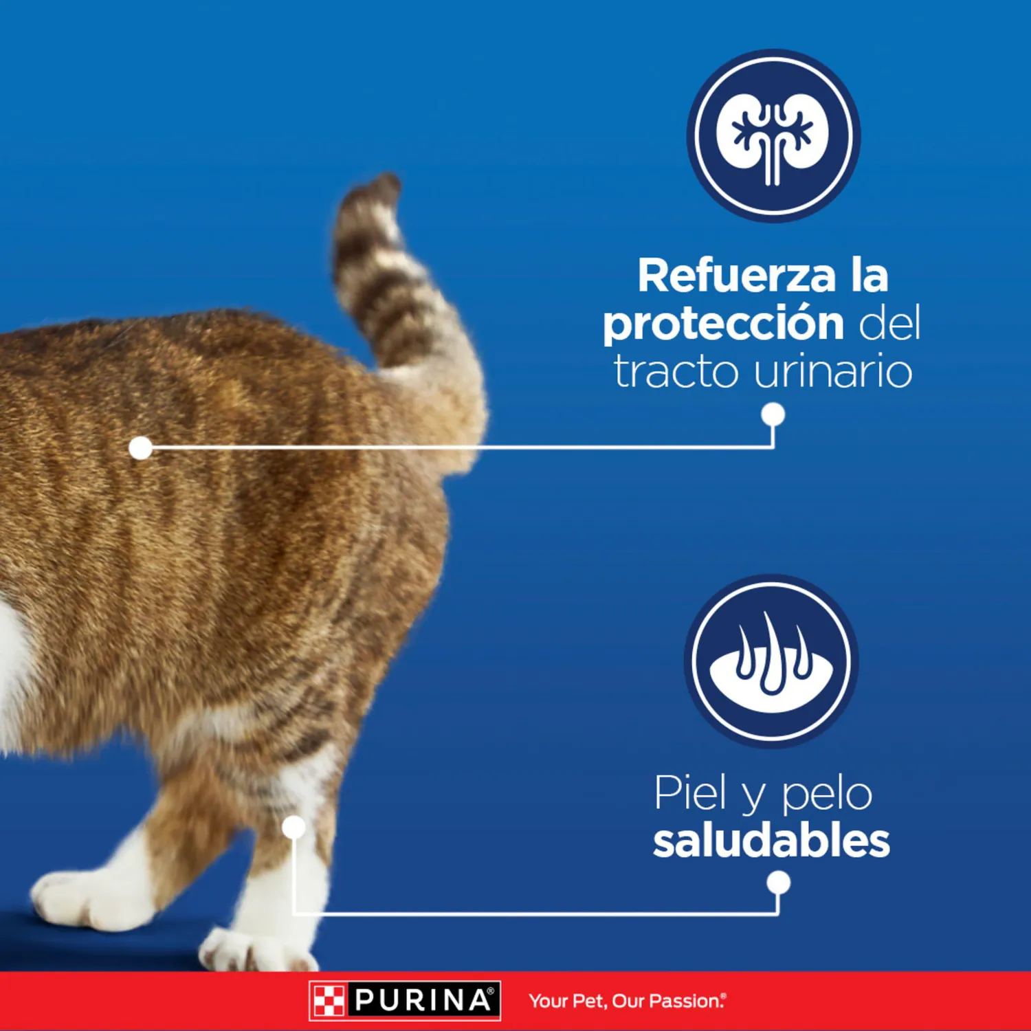 Comida Seca Para Gato Vida Sana Cat Chow 3kg 7