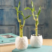 Bambú De La Suerte Lucky Bambú De 21 Cm - Dracaena De Interior Diámetro 8 Cm