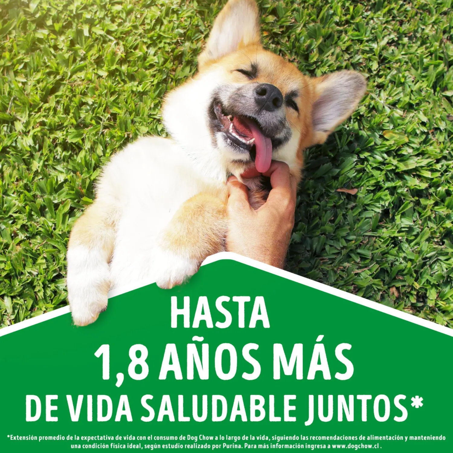 Comida Seca Para Perro Dog Chow Salud Visible Adultos Medianos Y Grandes 8kg 5