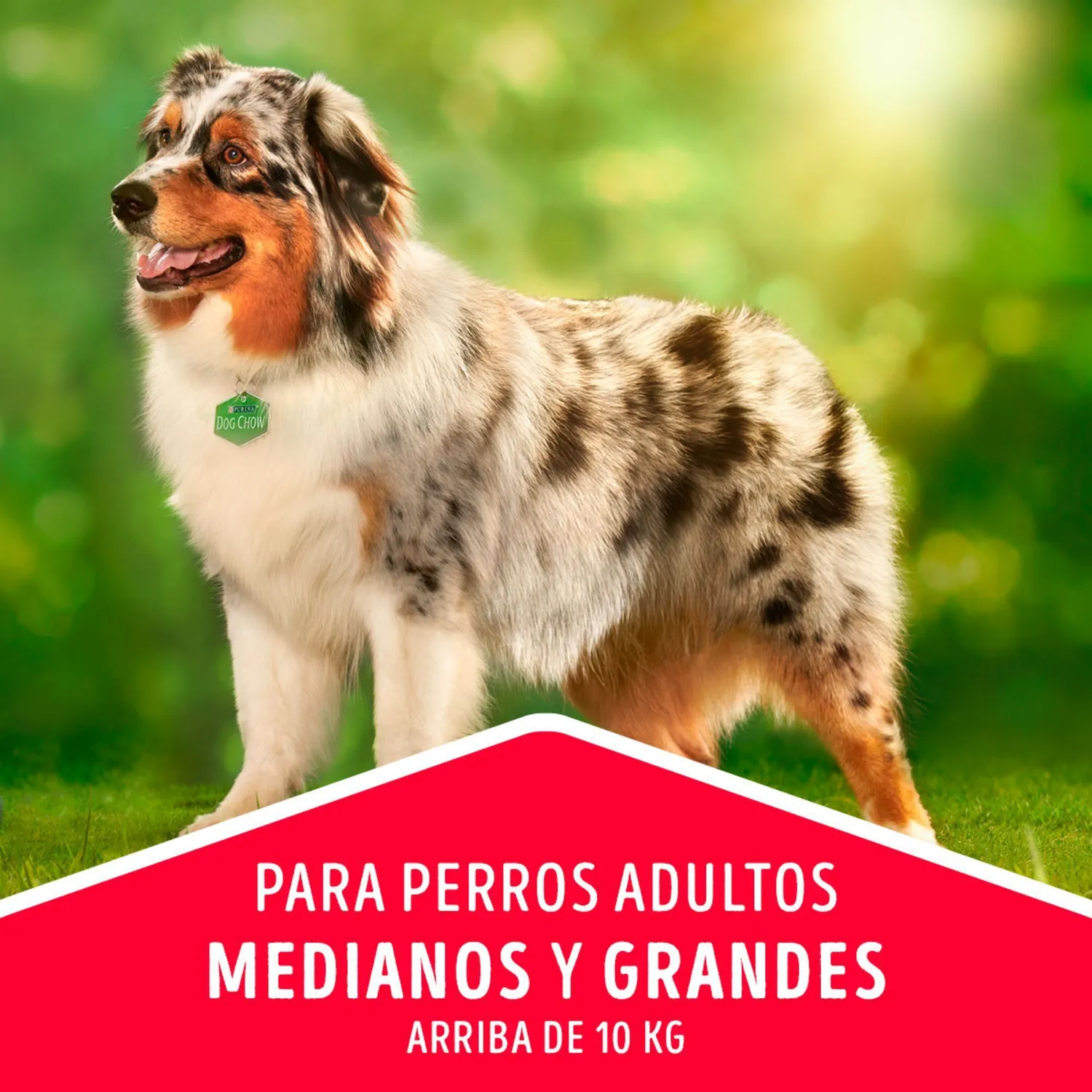 Comida Seca Para Perro Dog Chow Salud Visible Adultos Medianos Y Grandes 8kg 6