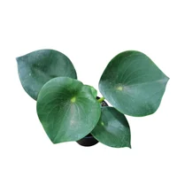 Planta De Jade Grande - Peperomia Variegada De Interior Diámetro 14 Cm