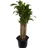 Tronquito De La Felicidad 3 Cañas - Dracaena De Interior Diámetro 30 Cm