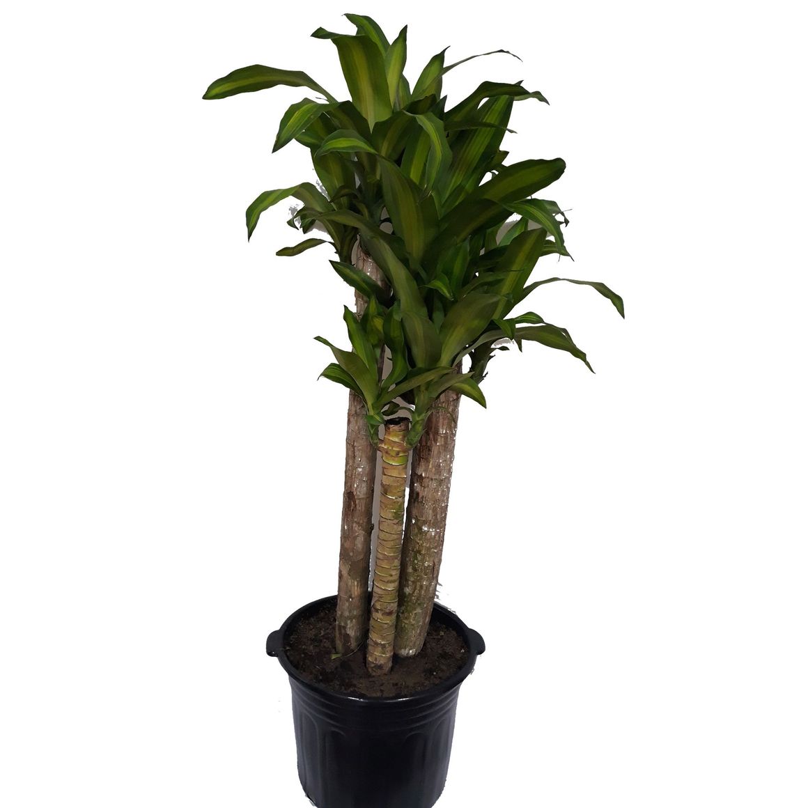 Standfuß Für Schaft Öl Ohne Rollen Cm 48 Fässer/BOTTI 100 LT Fer