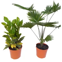 Planta De La Locura De Interior Diámetro 14 Cm