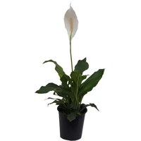 Lirio De Paz - Spathiphyllum Wallisii De Interior Diámetro 18 Cm