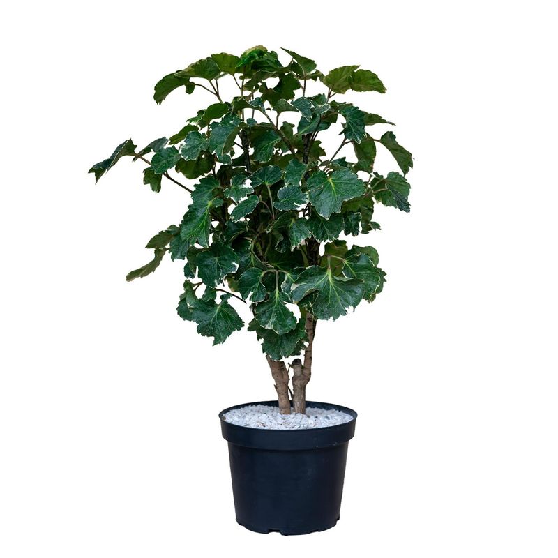 Decorazione Per Torta Tartarughe Ninja - Disco Di Wafer 20 Cm, Senza Glutine E Senza Zuccheri Aggiunti - Foto 4