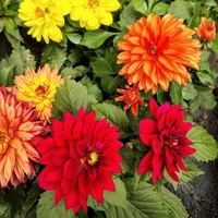 Dalía - Dahlia De Exterior Diámetro 14 Cm